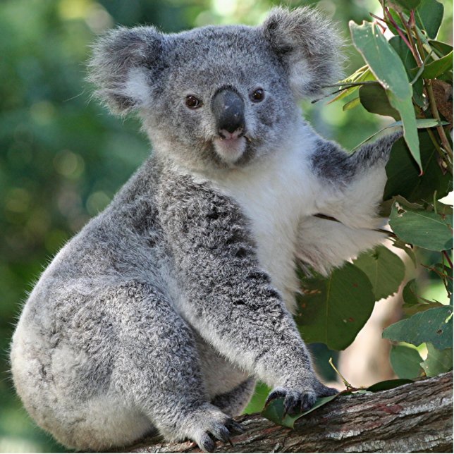 Niedliche australische Koala Fotoskulptur Schlüsselanhänger (Vorne)