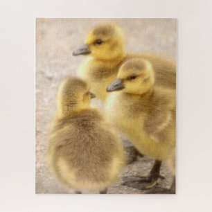 Niedliche Baby Canada Gänse Soft Bird Nature