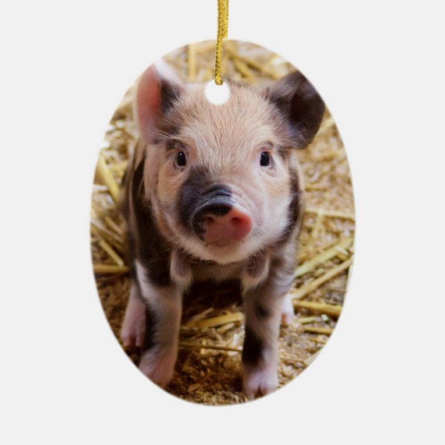 Niedliche Baby-Ferkel-Viehbarnyard-Babys Keramik Ornament (Vorne)