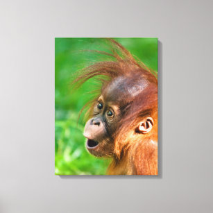 Niedliche Baby-Orang-Utan schaut sich im Staunen a Leinwanddruck