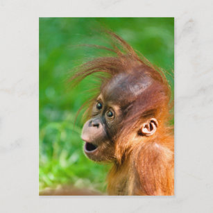 Niedliche Baby-Orang-Utan schaut sich im Staunen a Postkarte