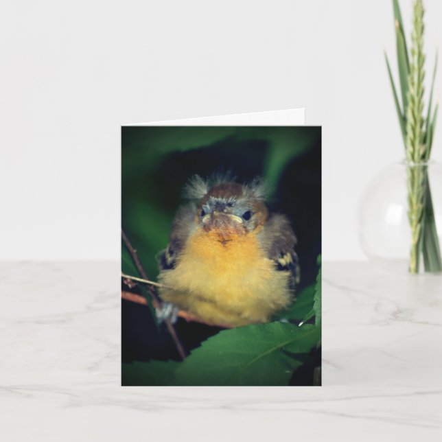 Niedliche Baby Oriole Bird Nature Karte (Vorderseite)