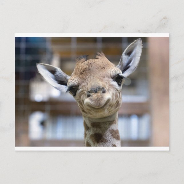 niedliche Babygiraffe Postkarte (Vorderseite)