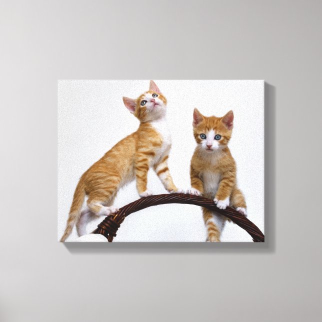 Niedliche Babykatzen Kittens Funny Gym Foto - Wrap Leinwanddruck (Vorderseite)