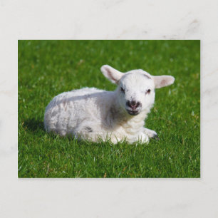 Niedliche Babyschafe im Gras liegen Postkarte