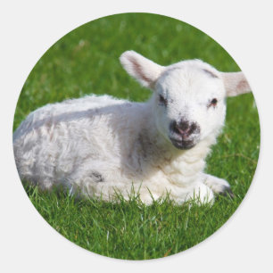 Niedliche Babyschafe im Gras liegen Runder Aufkleber