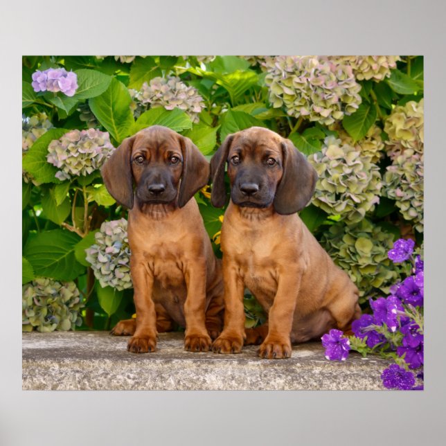 Niedliche bayerische Berghütten Welpen mit Blume Poster (Vorne)