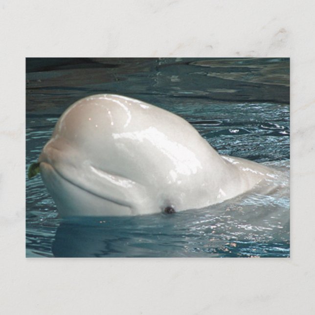 Niedliche Beluga-Wal-Sticks aus dem Pool Postkarte (Vorderseite)