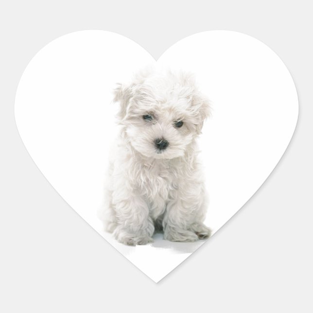 Niedliche Bichon-Aufkleber Herz-Aufkleber (Vorderseite)