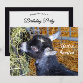 Niedliche Black Baby Goat Eating Hay Foto Geburtst Einladung