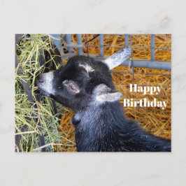 Niedliche Black Baby Goat Eating Hay Foto Geburtst Postkarte
