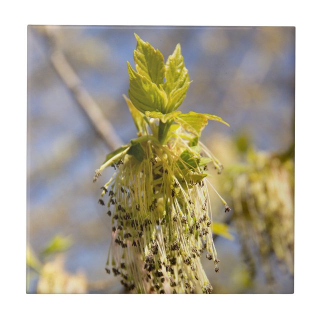 Niedliche Blätter im Frühling Foto Fliese (Vorderseite)