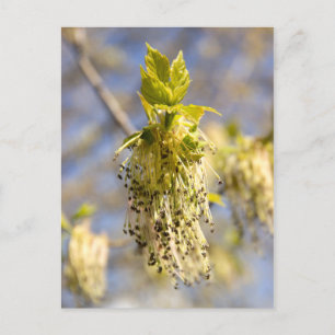 Niedliche Blätter im Frühling Foto Postkarte