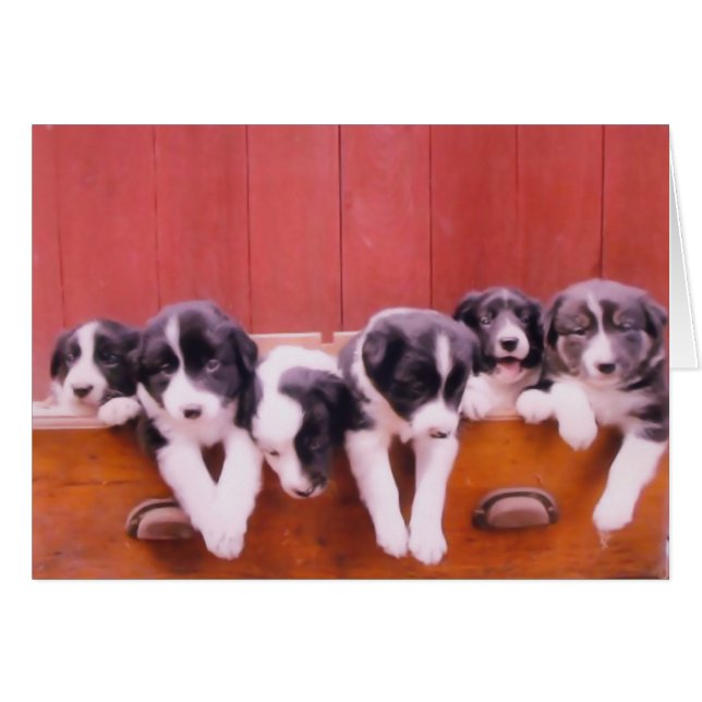 Niedliche Border Collie Puppies (Vorderseite (Horizontal))
