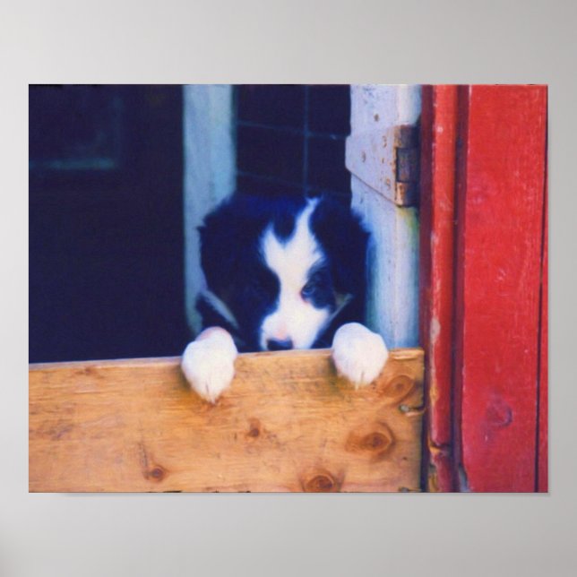 Niedliche Border Collie Puppy Oil-Malerei Poster (Vorne)