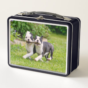 Niedliche Boston Terrier Hunde Welpen laufen und s Metall Brotdose