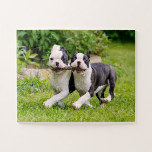 Niedliche Boston Terrier Hunde Welpen spielen