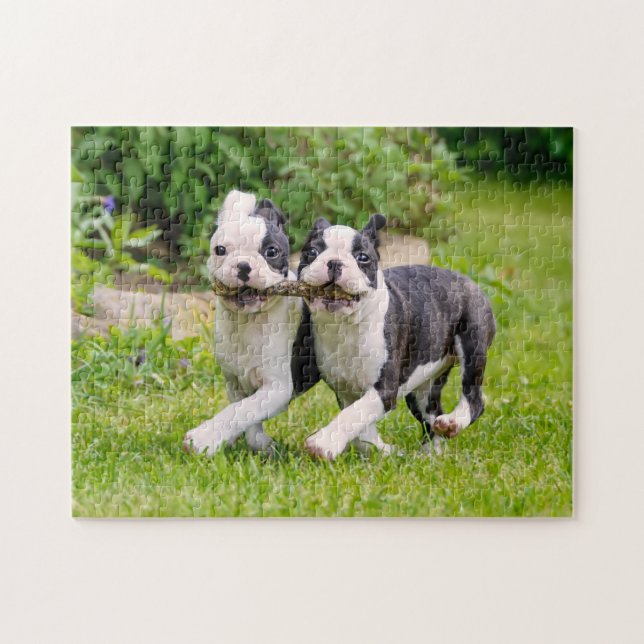Niedliche Boston Terrier Hunde Welpen spielen (Horizontal)