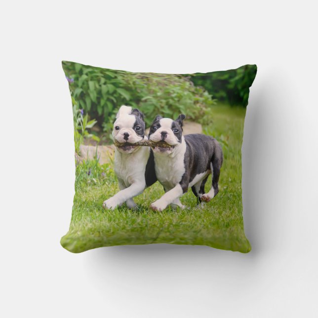 Niedliche Boston Terrier Hunde Welpen spielen Kissen (Vorderseite)