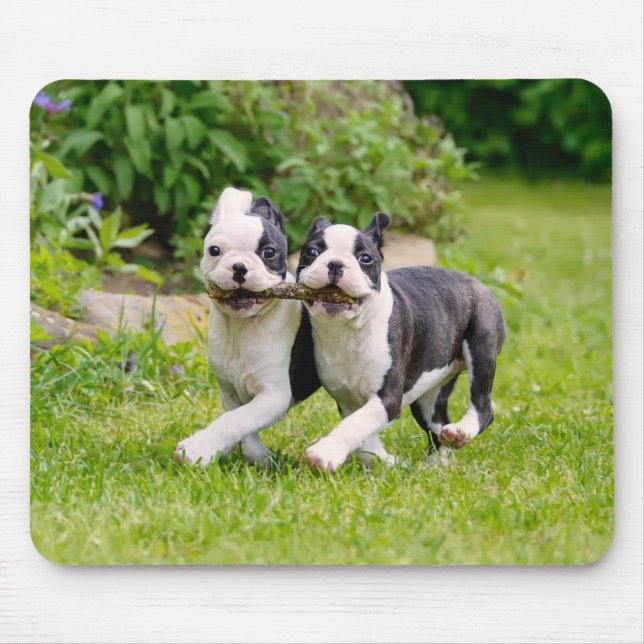 Niedliche Boston Terrier Hunde Welpen spielen Mousepad (Vorne)