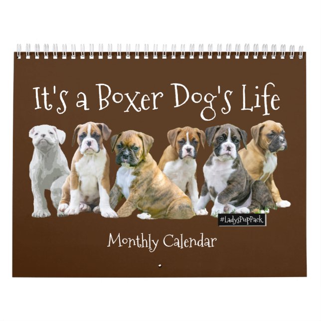 Niedliche Boxer-Welpen Kalender (Titelbild)