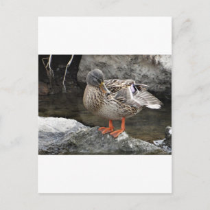 Niedliche Braunente Postkarte