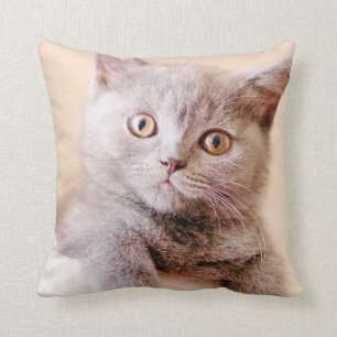 Niedliche britische Shorthair Katze Kissen