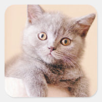 Niedliche britische Shorthair Katze