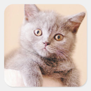 Niedliche britische Shorthair Katze Quadratischer Aufkleber