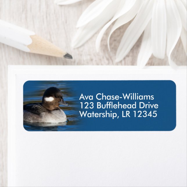 Niedliche Bufflehead-Ente am Teich (Insitu)