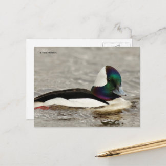 Niedliche Bufflehead-Ente am Teich Postkarte