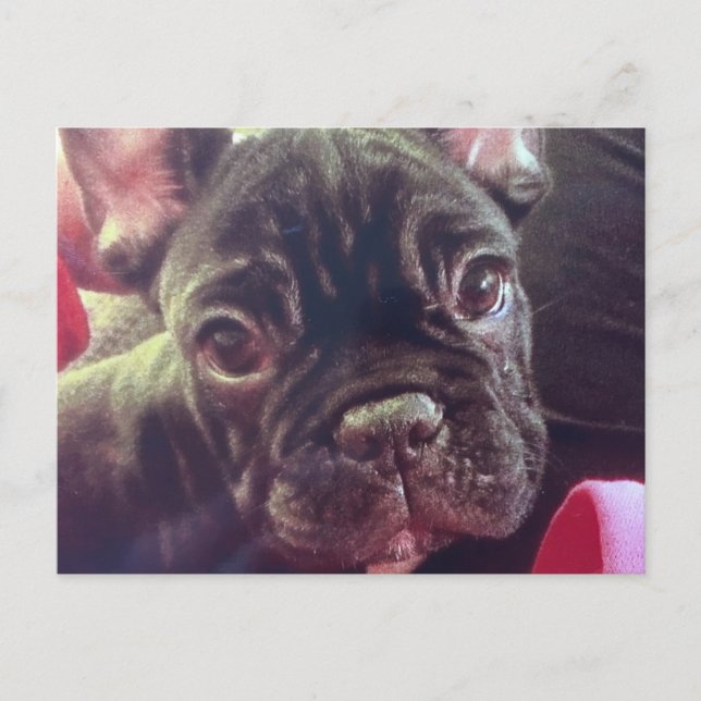 Niedliche Bulldog Brindle Brown Frenchie Postkarte (Vorderseite)