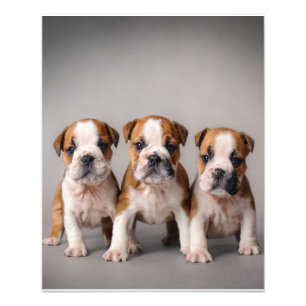 Niedliche Bulldoggen Welpen Dog Lovers Gift Fotodruck