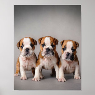 Niedliche Bulldoggen Welpen Dog Lovers Gift Poster