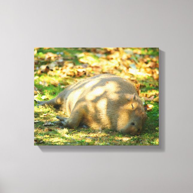 Niedliche Capybara-Träume im Sommer Leinwanddruck (Vorderseite)