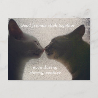 Niedliche Cat Friend Post Card Postkarte