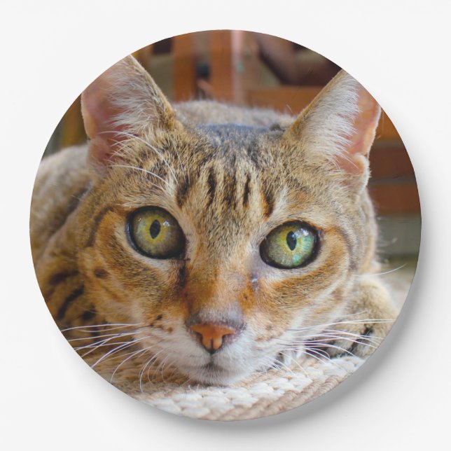 Niedliche Cat-Papier-Teller Pappteller (Vorderseite)