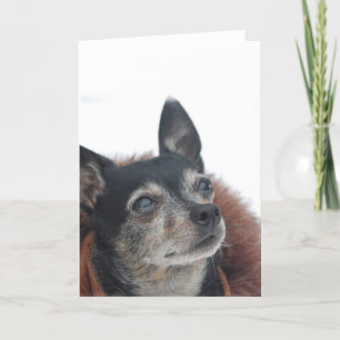 Niedliche Chihuahua-Fotos Grußkarte Karte
