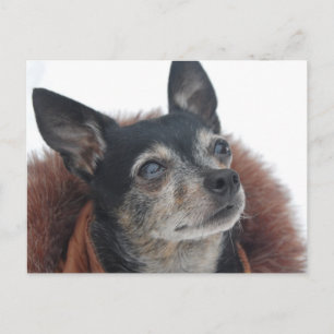 Niedliche Chihuahua-Fotos Postkarte
