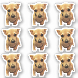 Niedliche Chihuahua-Hunde 4Carly Aufkleber