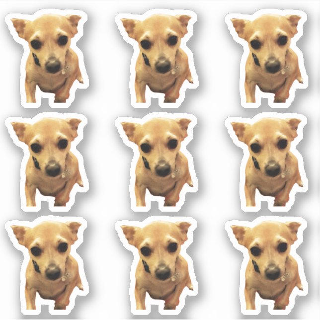 Niedliche Chihuahua-Hunde 4Carly Aufkleber (Vorderseite)