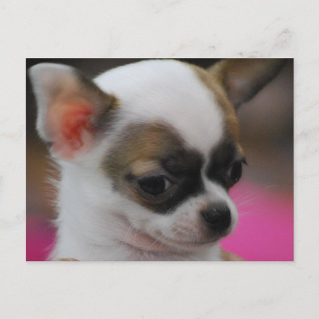 Niedliche Chihuahua Postkarte (Vorderseite)
