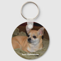 Niedliche Chihuahua-Ruhe