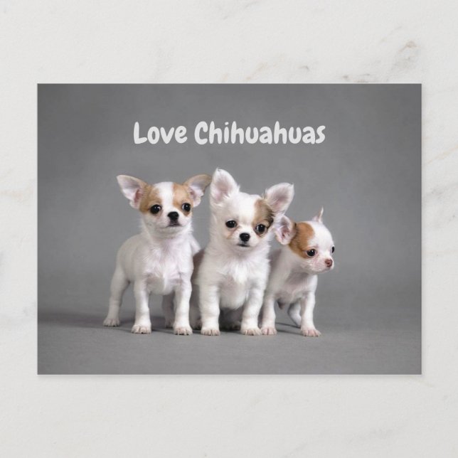 Niedliche Chihuahua Welpen Postkarte (Vorderseite)