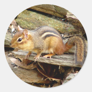 Niedliche Chipmunk-Aufkleber Runder Aufkleber