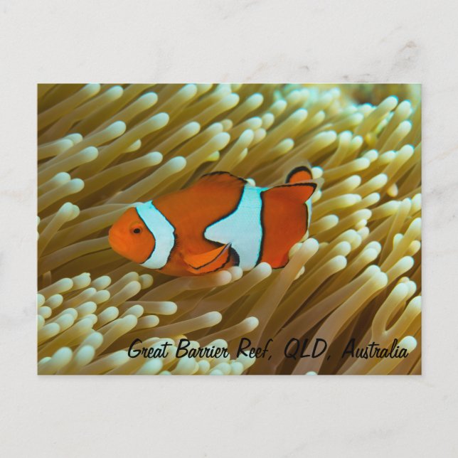Niedliche Clownfish Postkarte (Vorderseite)