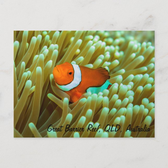 Niedliche Clownfish Postkarte (Vorderseite)