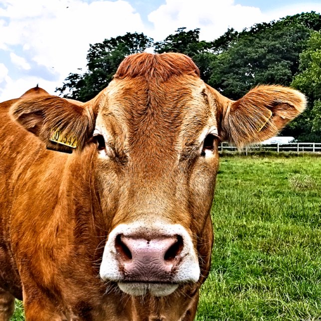 NIEDLICHE COW GROßE GESCHENKTÜTE (A photographic design of a cute cow.)