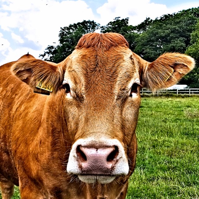 NIEDLICHE COW QUADRATISCHER AUFKLEBER (A photographic design of a cute cow.)