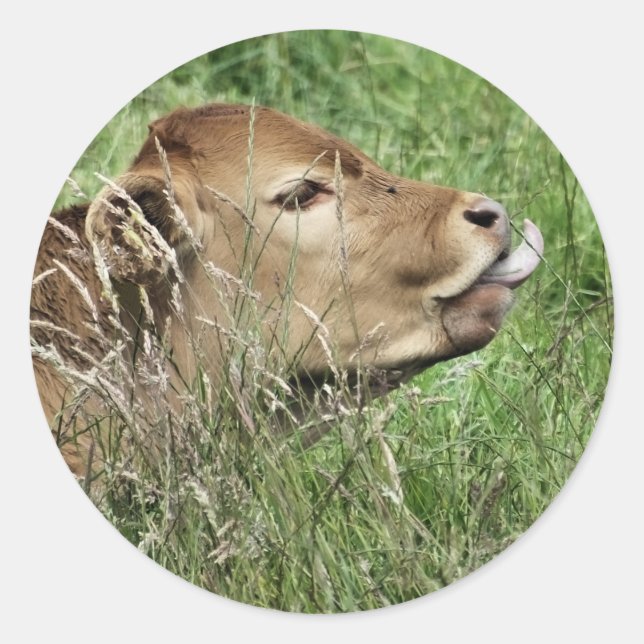 NIEDLICHE COW RUNDER AUFKLEBER (Vorderseite)